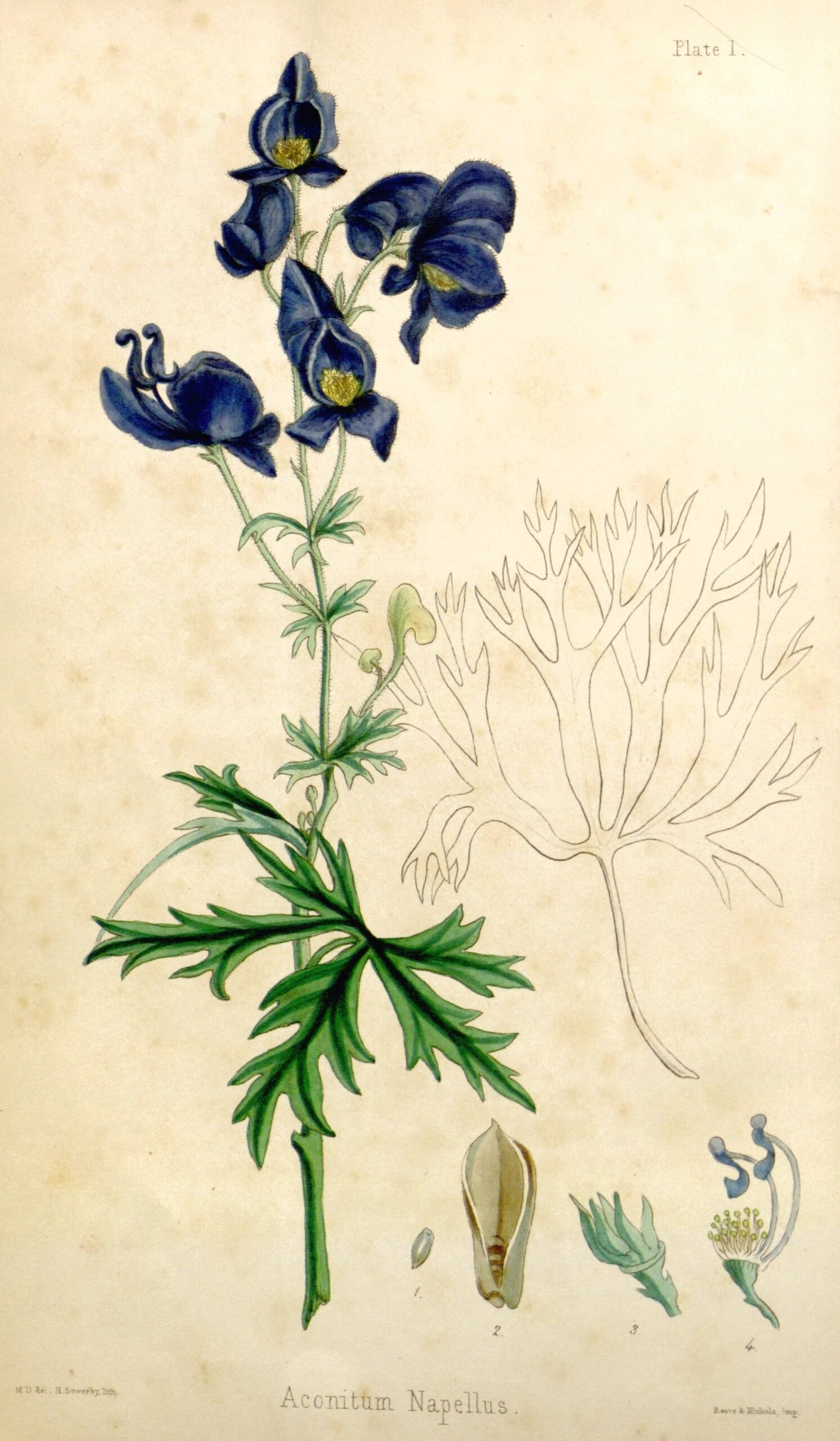 plante aconitum napellus remède homéopathique bordeaux