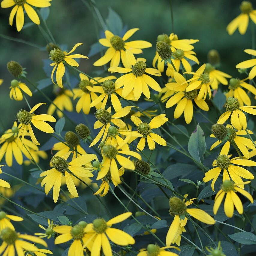 arnica contusions homéopathie