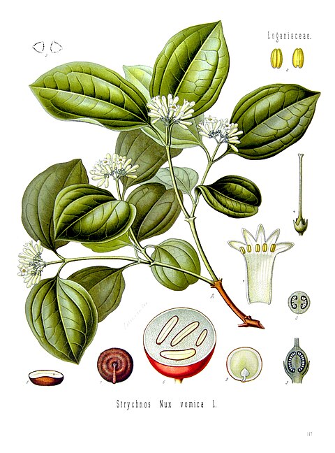 nux vomica lumbago