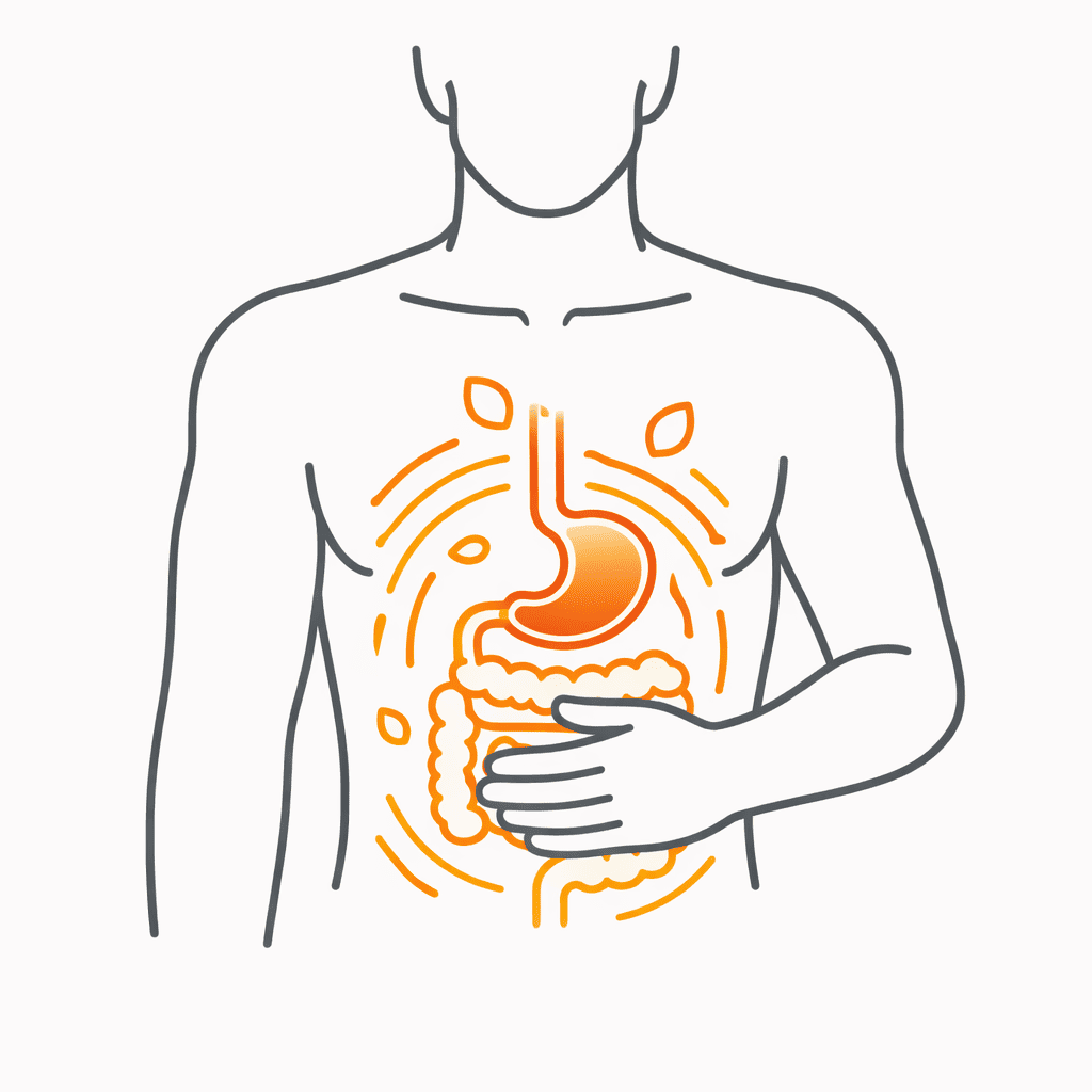 illustration digestion lente système digestif