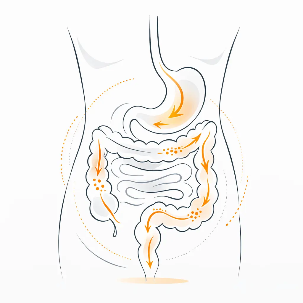illustration transit intestinal ralenti constipation